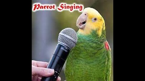 Funny parrots singing and talking