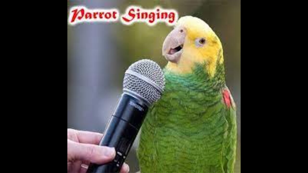 Funny parrots singing and talking