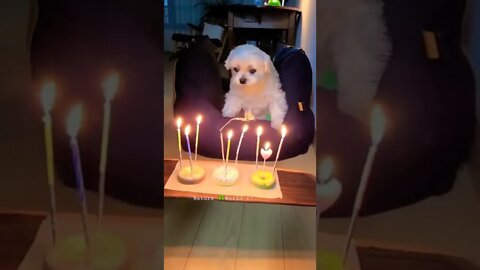 प्यारे से पिल्ले का बर्थडे😘Cute Puppy Birthday