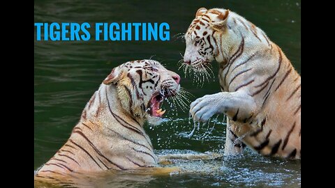 Tigers fighting ☠️☠️🤐🤐