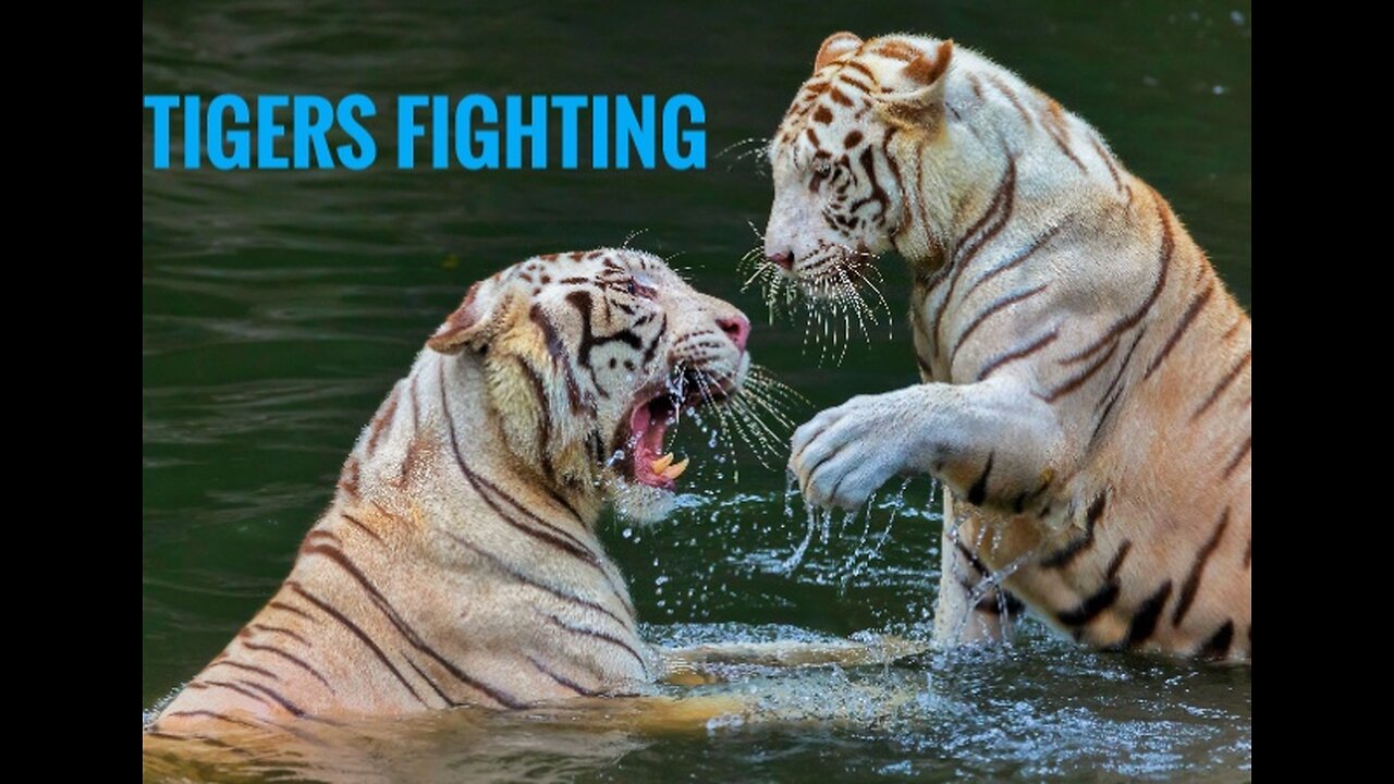 Tigers fighting ☠️☠️🤐🤐