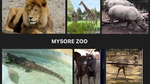 Amazing Mysore Zoo #youtube