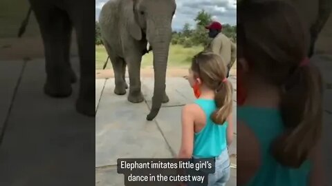 Elephant imitates Little Girl's dance in the cutest way