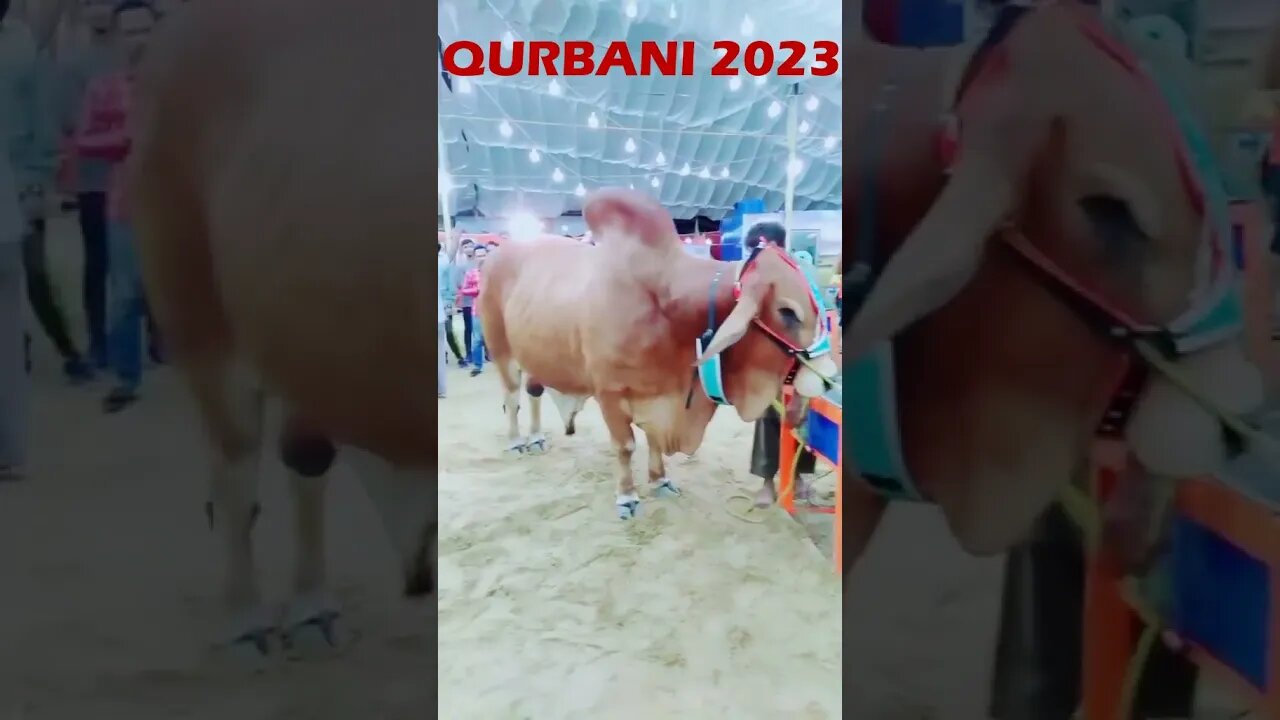 Qurbani Janwar/Cow 2023 #trending #qurbanicollection #shorts #viral