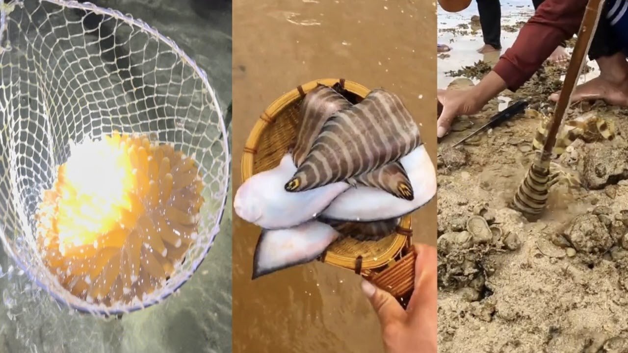 ASMR Marine Animal Hunting Activities Around the Beach