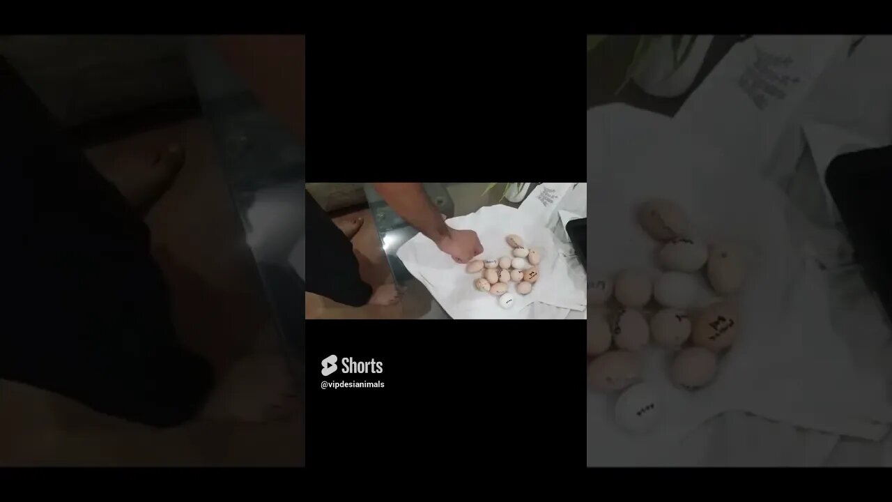 Incubator main new eggs lga diye Aj Hatching Bantam Hen Egg By A Pigeon #birds #bird #pigeon #vlog