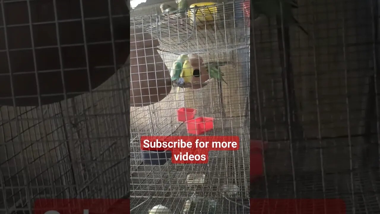 Hope new generation coming soon๐๐ l #shorts l #budgies