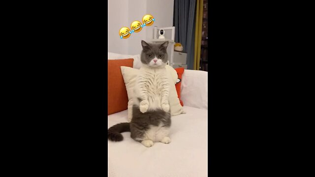 Aww funny cute cat videos compilation Kitten Cash china tiktok videos Cat Meow shorts