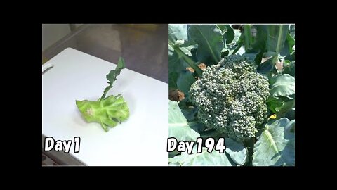 Cents - Food Grow, Broccoli