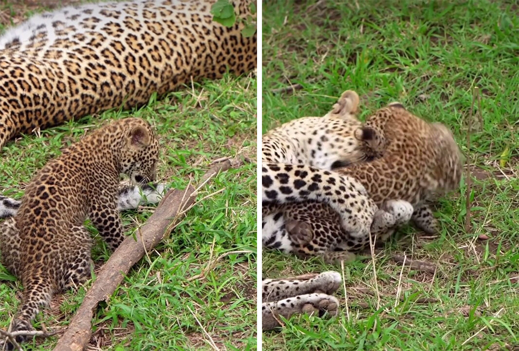 Leopard cub testing his mother's patience