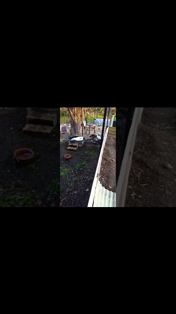 10 July 2022 Geese get a bigger pond