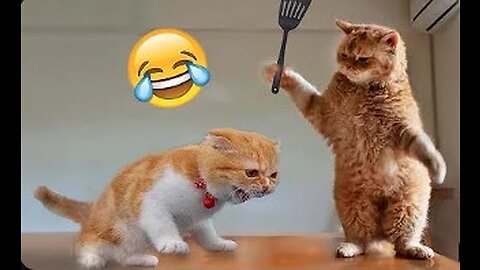 Best Funny Animal Videos of the year (2023), funniest animals ever. relax with cute animals video