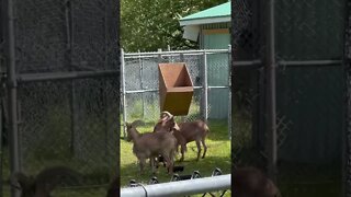 Big Horn Sheep look like goats