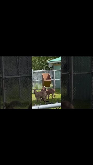 Big Horn Sheep look like goats