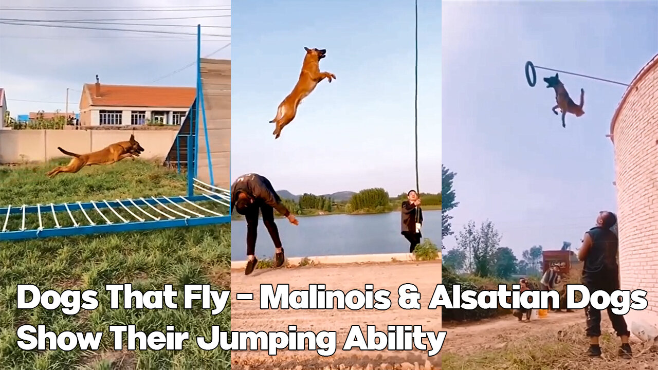 Dogs That Fly - Malinois & Alsatian Dogs Show Their Jumping Ability