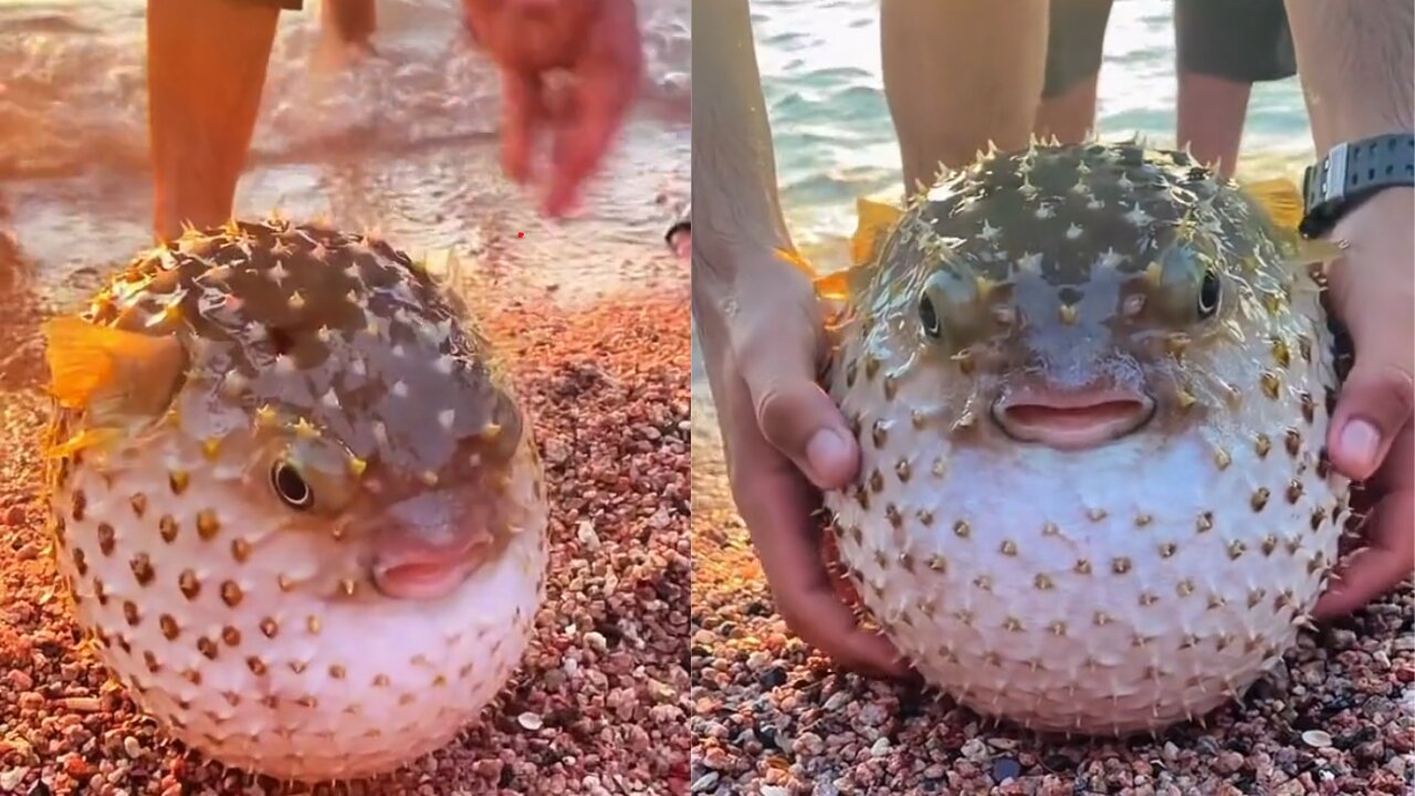 Puffer fish at the beach