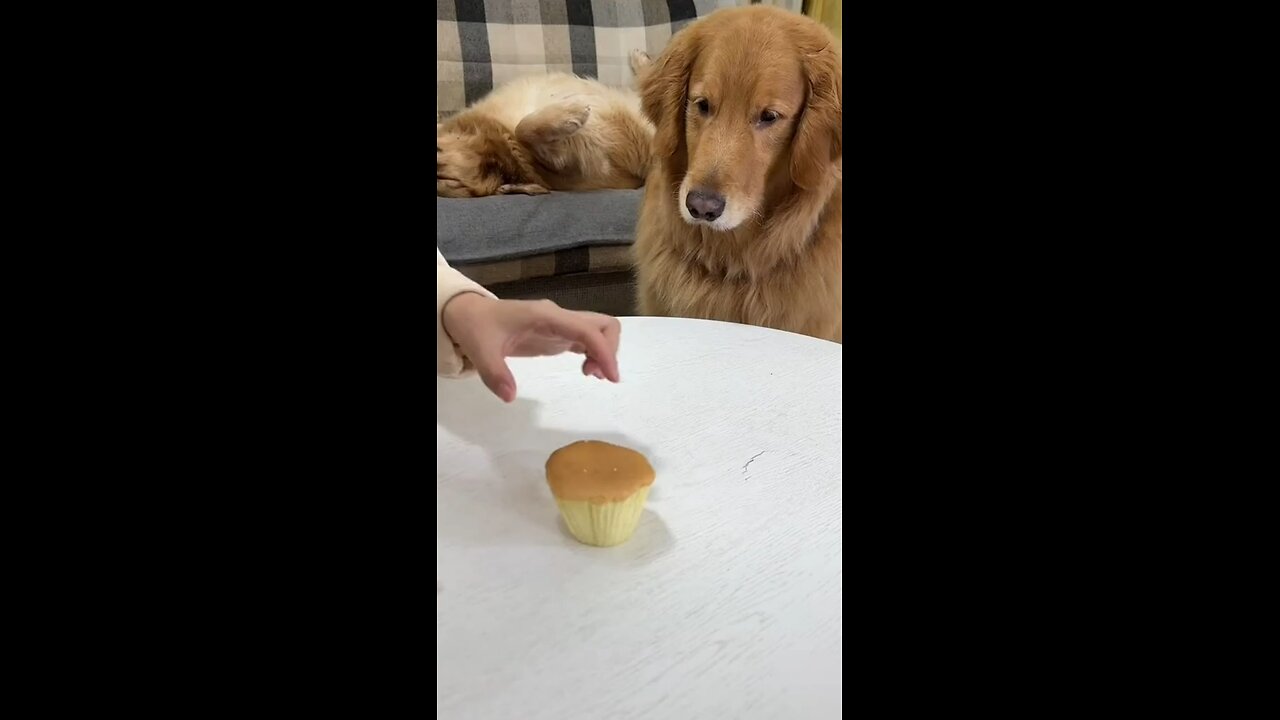 Smart Dog’s Plan to Steal the Big Cake! 🎂😂