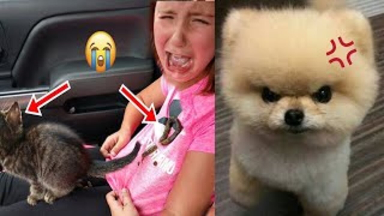 Cute and funny pets | Try not to laugh at these animals #1