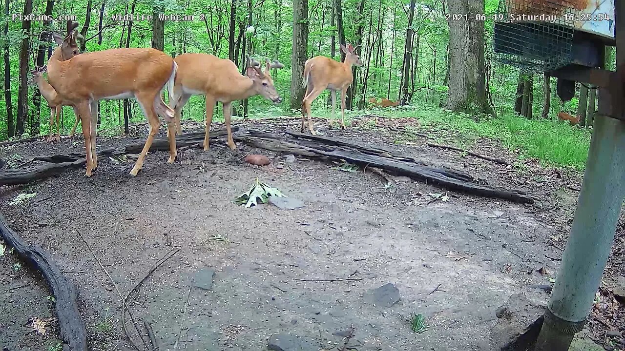 Wildlife cam 2 , the bachelor club stops by for a visit 6/19/21