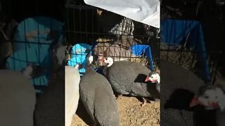 Malcolm the disabled guinea fowl enjoys some time with other birds