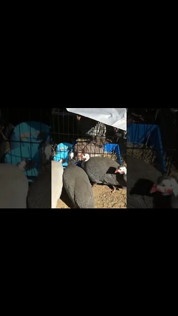Malcolm the disabled guinea fowl enjoys some time with other birds