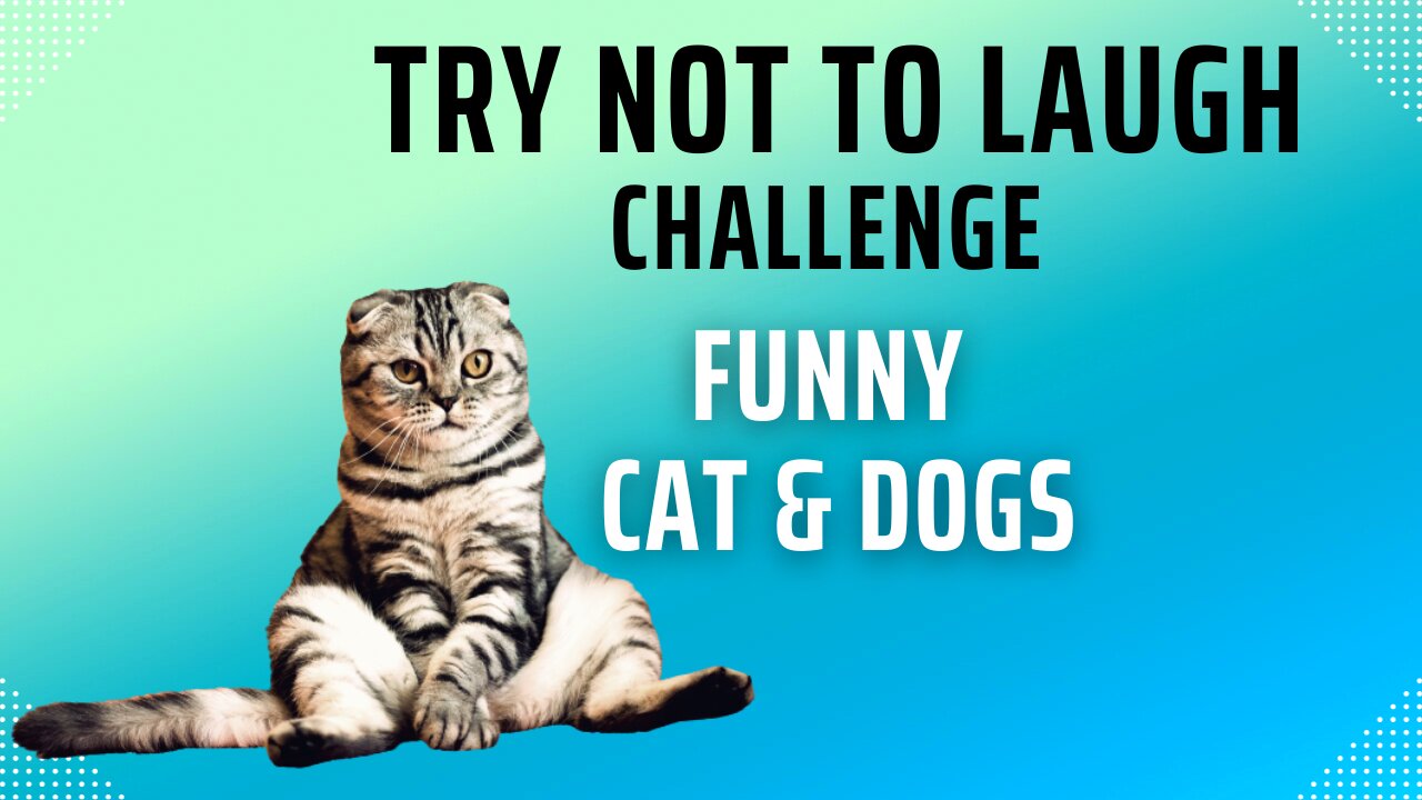 Try Not To Laugh Challenge - Funny Cat & Dog