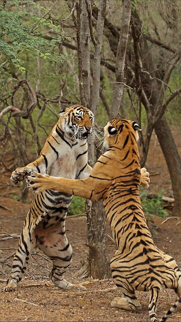 two tiger sisters fight 😱