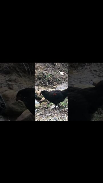 Sweetie the chicken 16 weeks old. Hoping against odds he's a pullet!