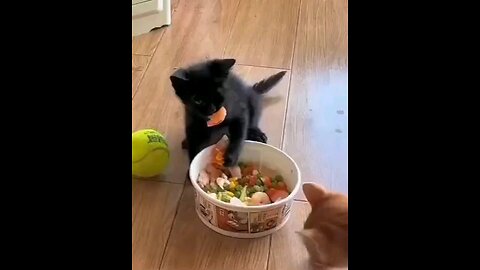 funny hungry cat