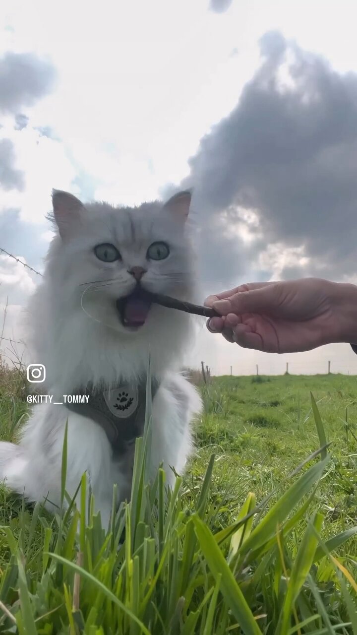 Kitty Rumble Feeding cute kitty