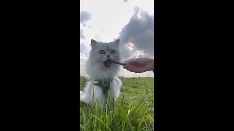 Feeding cute kitty