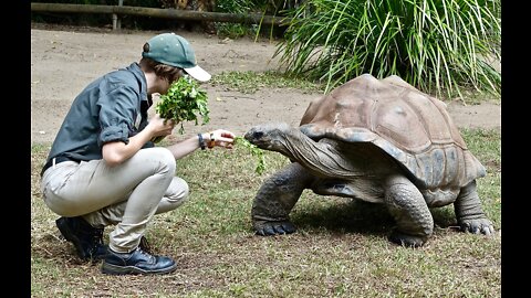 Hungry turtle