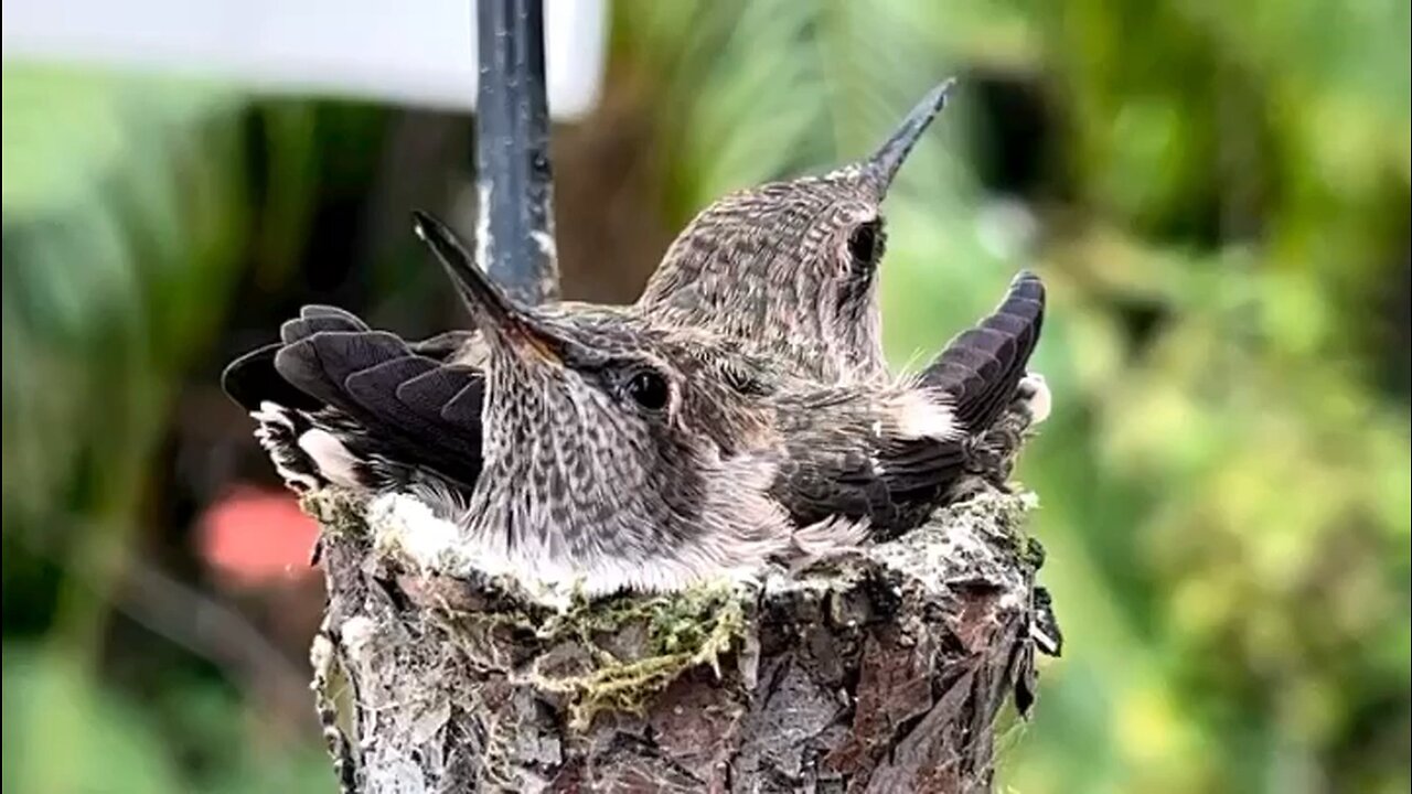 Hummingbird Nest