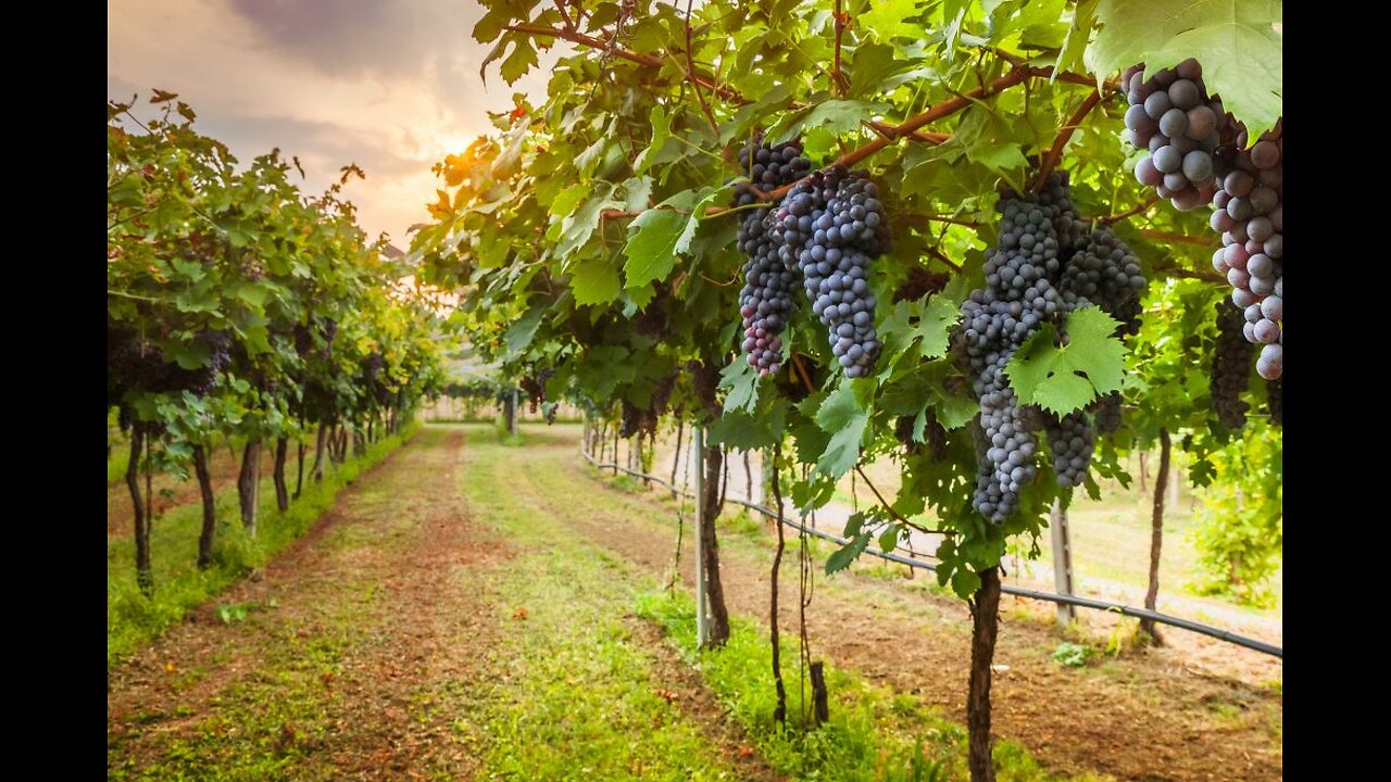Sweet & Good Torah - The Great Beauty and Holiness of the Land of Israel