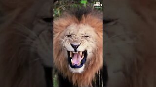 Lion Flehmen Response | Saturday #shorts