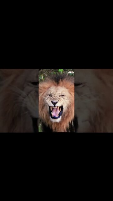 Lion Flehmen Response | Saturday #shorts