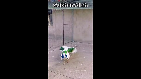 subhan Allah