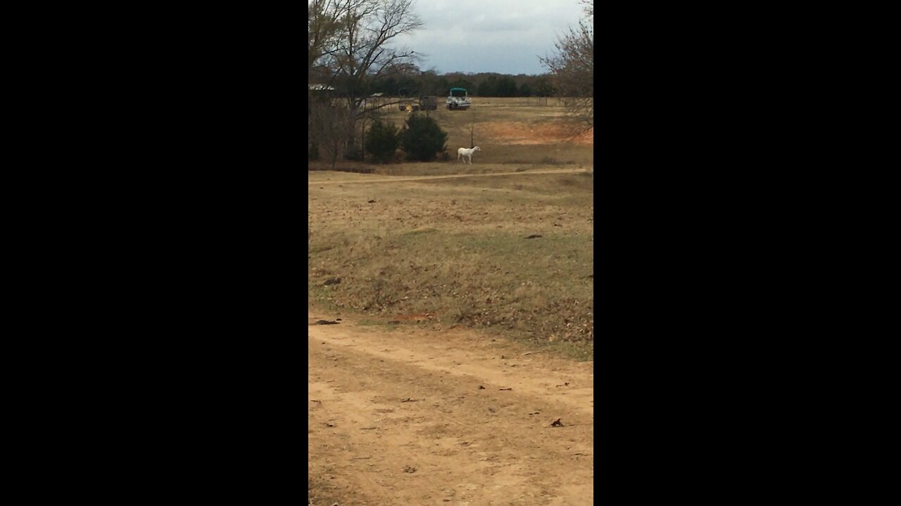 Obedient horse comes for fresh grass