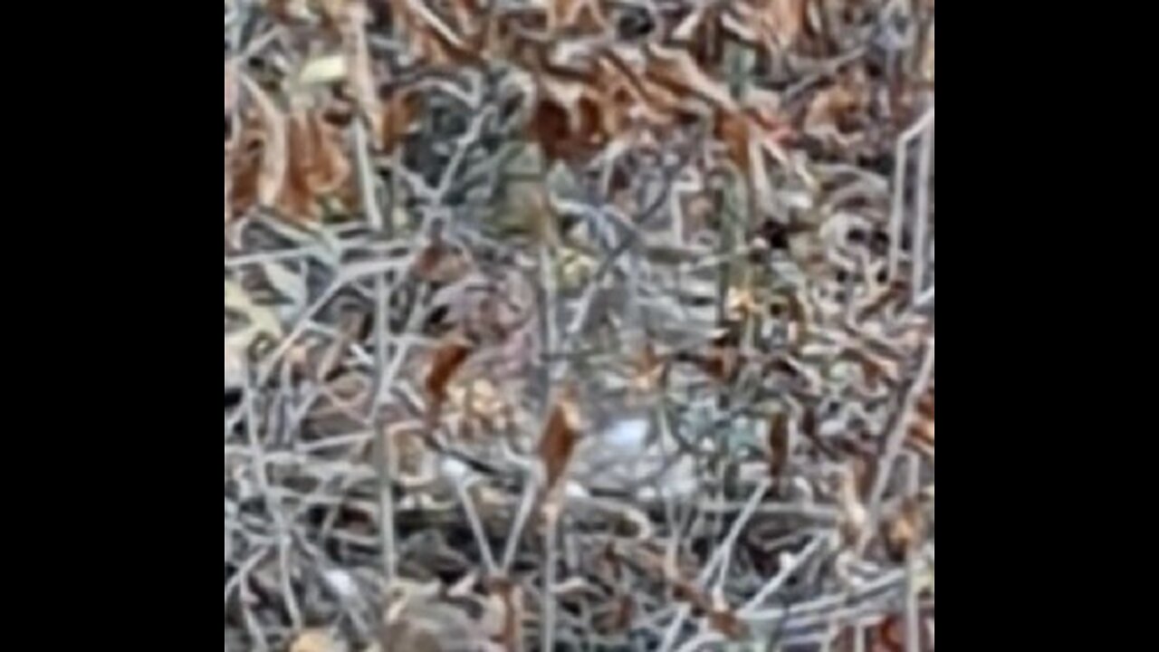 Can you spot the bedded doe fawn?