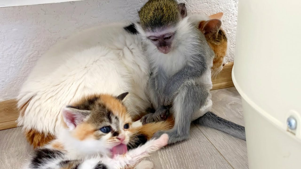 "Mom it is my kitten!" - baby monkey Susie is worried and does not give kitten, hugging him