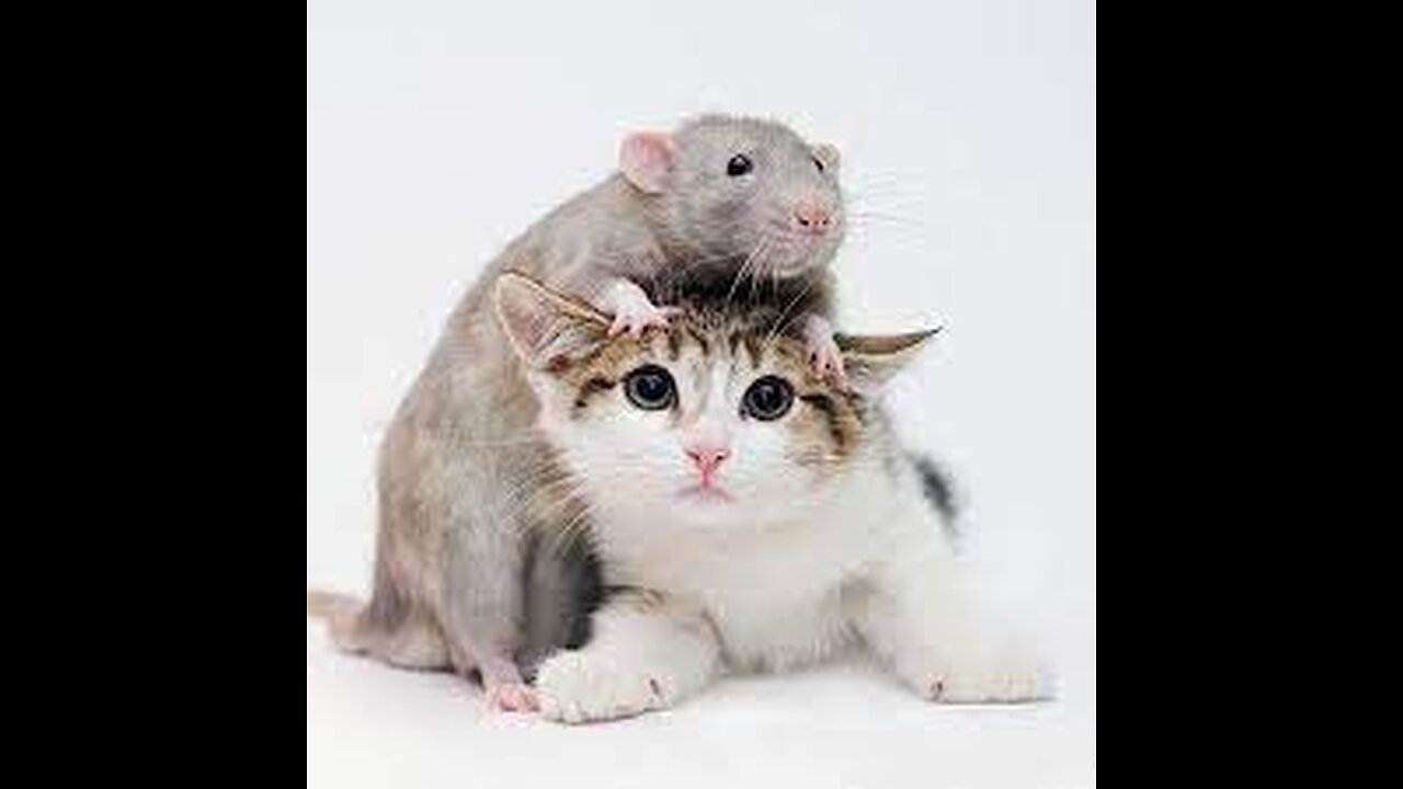 Funny Cat And Rat Doing Funny Things | Cute Entertainment