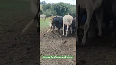 Tá chegando, abre o espaço no cocho.