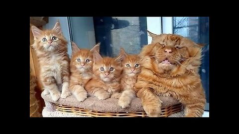 Funny animals - Funny cats dogs - Funny animal videos