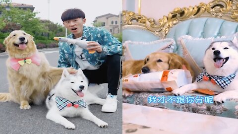 Smart dogs 😂🐶 are cute and funny 2021 #4