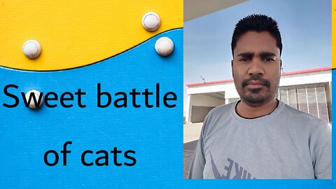 Sweet battle of cats