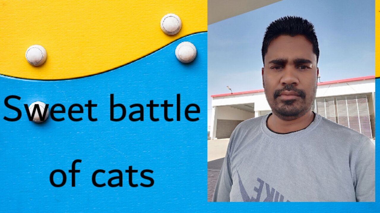 Sweet battle of cats