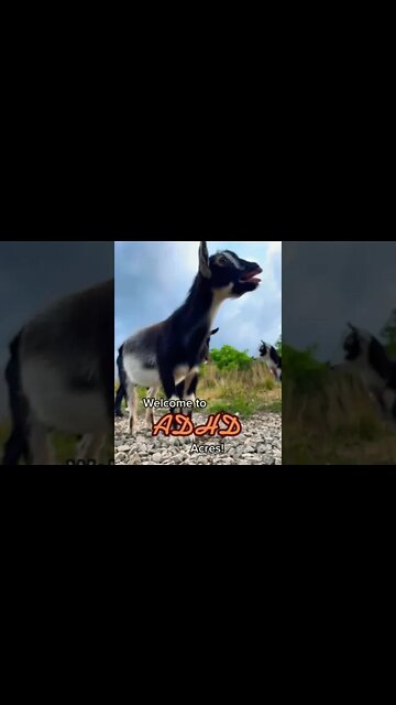 Come on down to ADHD Acres! #shorts