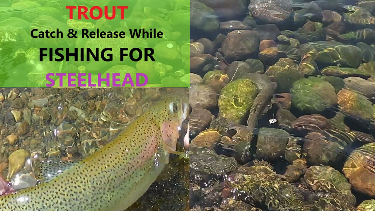 Trout While Steelhead Fishing Washington State River