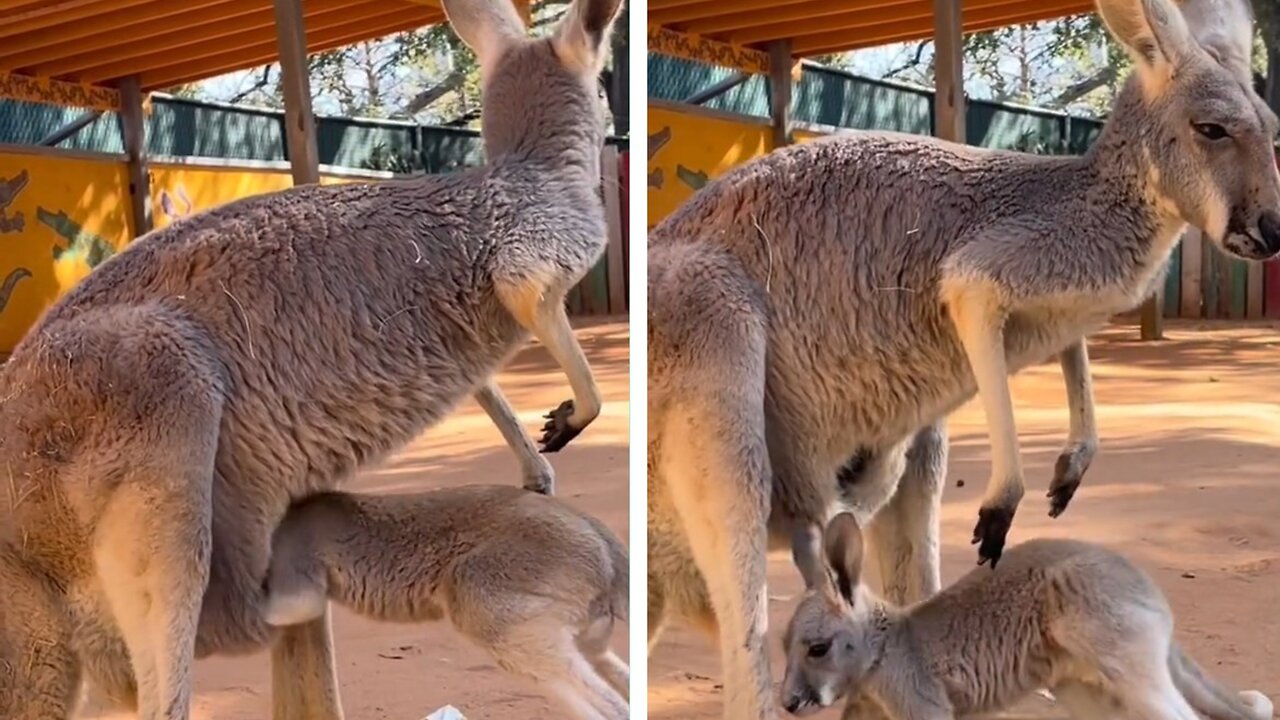 We all have those days 🥺- Kangaroo life