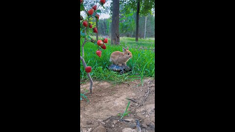 Funny animals video